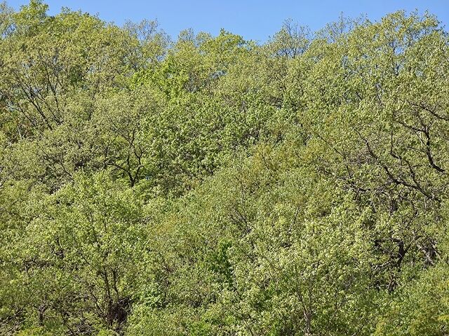 IMG_20220430_110149247 (640x480)