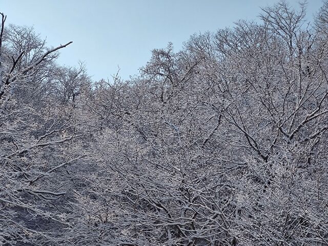 IMG_20220211_094534119 (640x480)