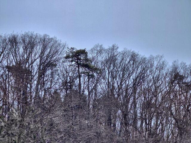 IMG_20220409_132432461_HDR