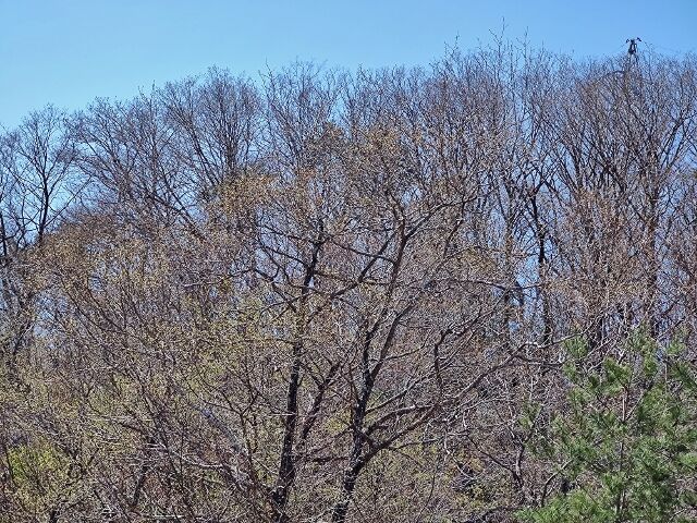 IMG_20220417_101447362 (640x480)