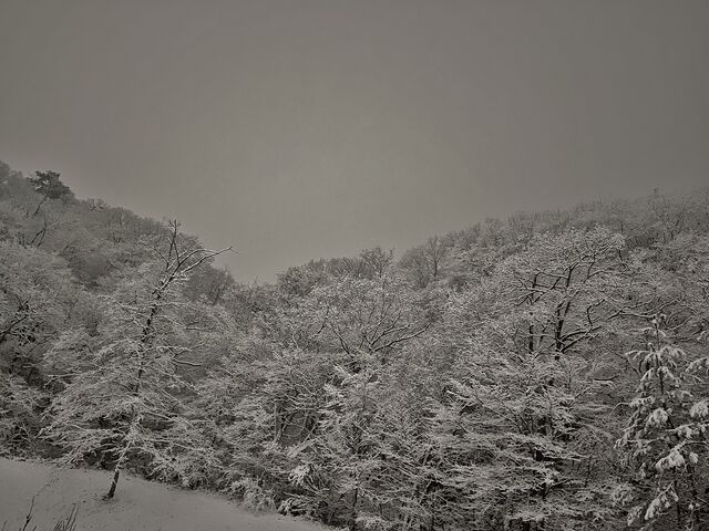 IMG_7552