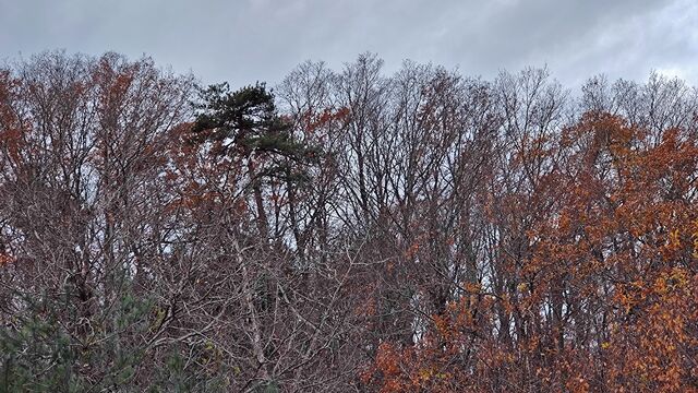IMG_20221126_115109731