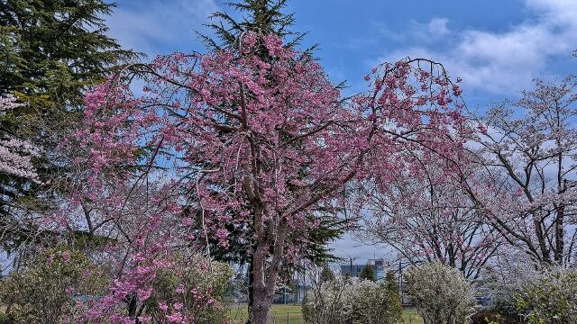 PXL_20250415_021020395 (640x360)