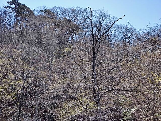 IMG_20220417_101413486 (640x480)