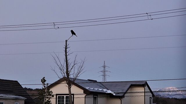 karasu