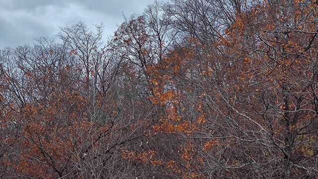IMG_20221126_115101312