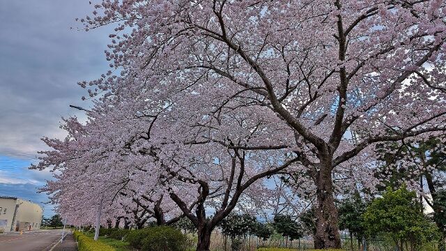PXL_20250414_073214407 (640x360)