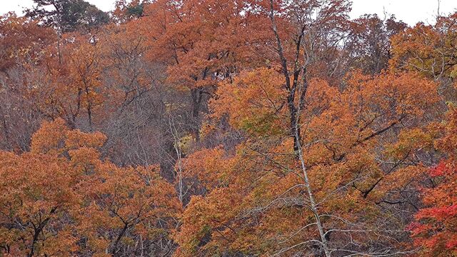 IMG_20221113_101551440