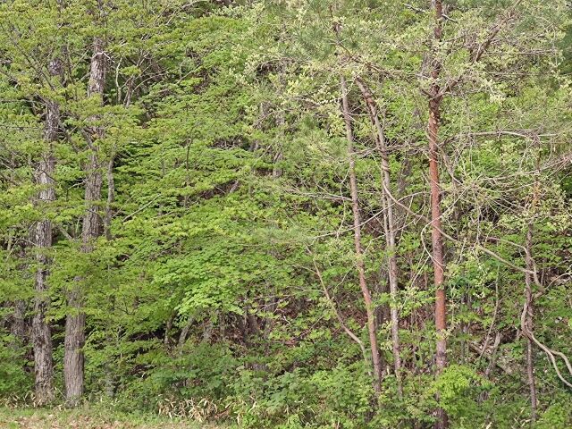 IMG_20220501_072930193 (640x480)