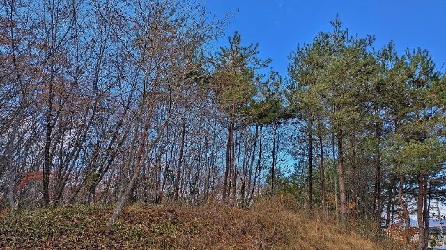 PXL_20241130_024417808 (640x360)