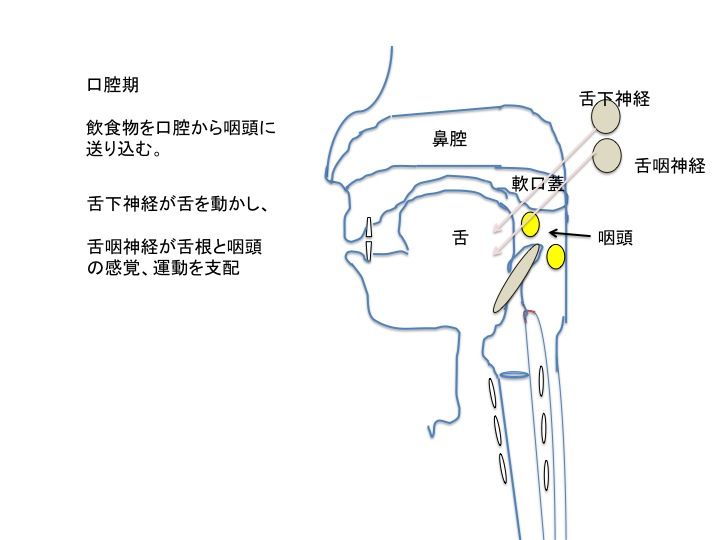 徹底解説 管理栄養士国家試験 今年と過去問 1 嚥下障害 管理栄養士を目指す学生さんへ
