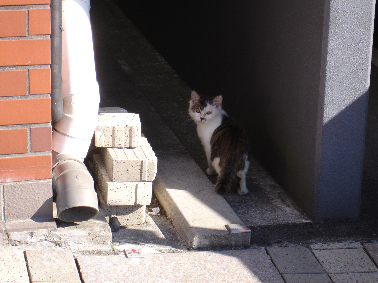 富士宮の猫 Kenjiのうたた寝