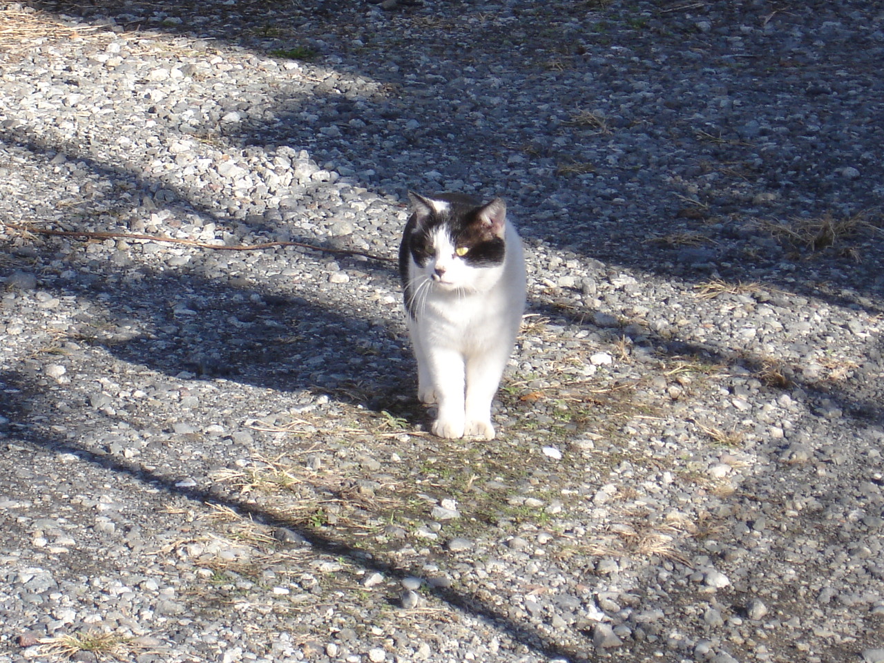 富士宮の猫 Kenjiのうたた寝