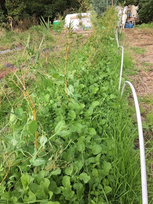 エンドウ豆とルッコラの混植 Half Farmer Half Invester In Japan エンドウ豆とルッコラの混植 Half Farmer Half Invester In Japan