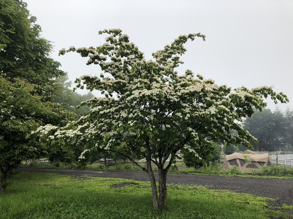 夏椿 ナツツバキ 北軽井沢 虹の街 爽やかな風