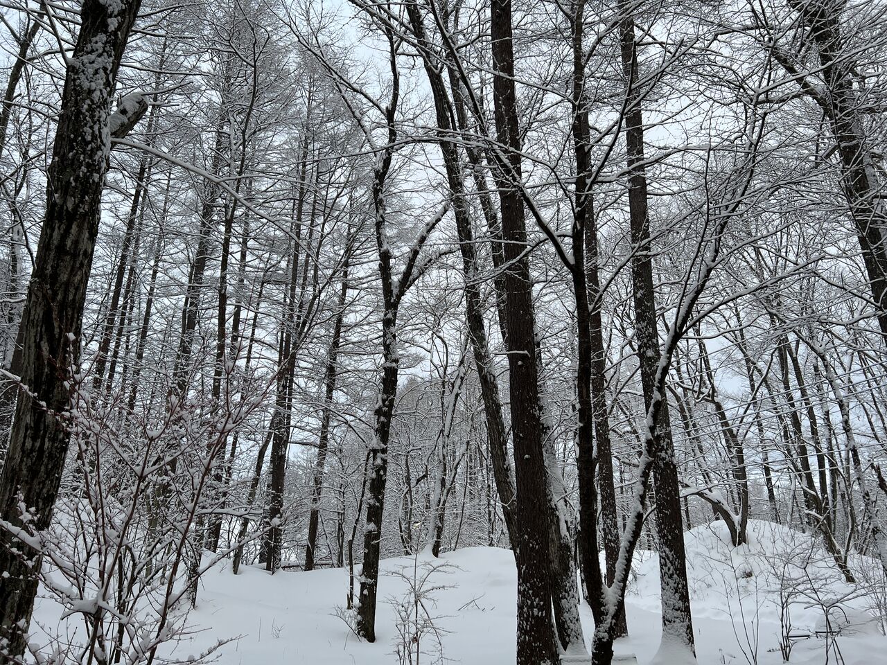 雪と寒さに耐える冬 : 北軽井沢 虹の街 爽やかな風