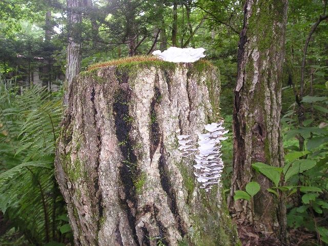 切り株に生えた苔とキノコ : 北軽井沢 虹の街 爽やかな風