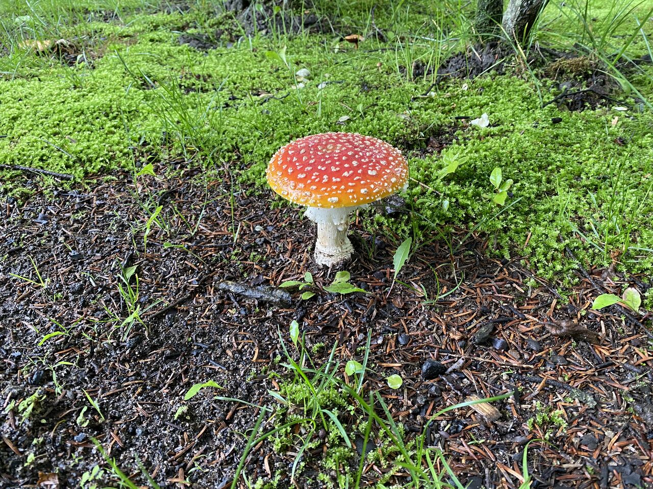 ベニテングタケ 北軽井沢 虹の街 爽やかな風