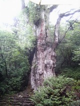 屋久杉