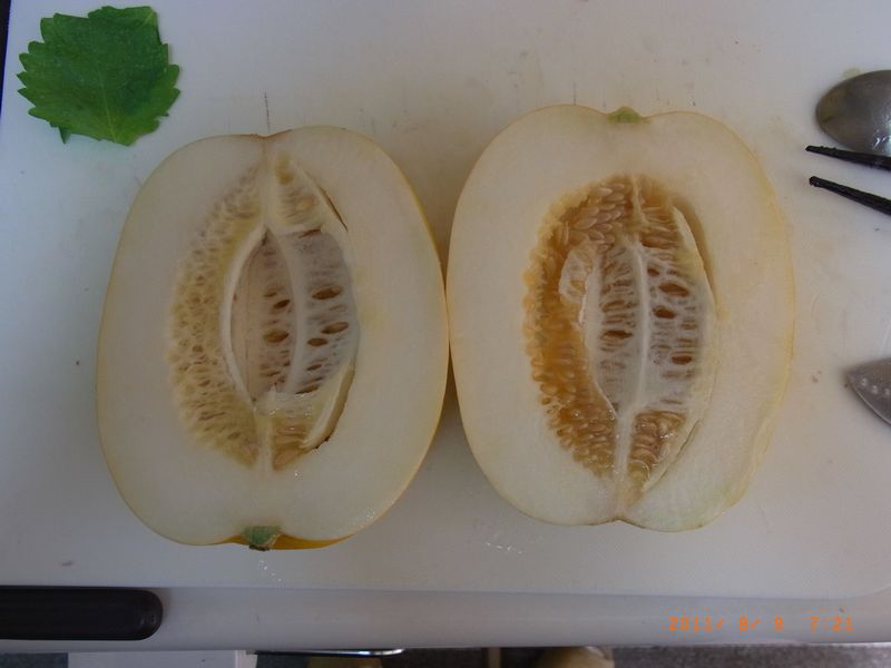 マクワウリ バルコニーで家庭菜園