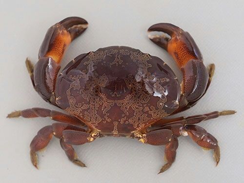 毒の有る魚 危険な魚 遊漁船ocean S オーシャンズ の釣果blog 毒の有る魚 危険な魚 遊漁船ocean S オーシャンズ の釣果blog