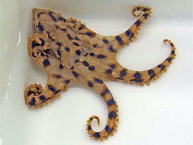 毒の有る魚 危険な魚 遊漁船ocean S オーシャンズ の釣果blog