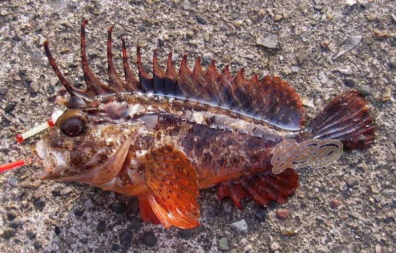 毒の有る魚 危険な魚 遊漁船ocean S オーシャンズ の釣果blog