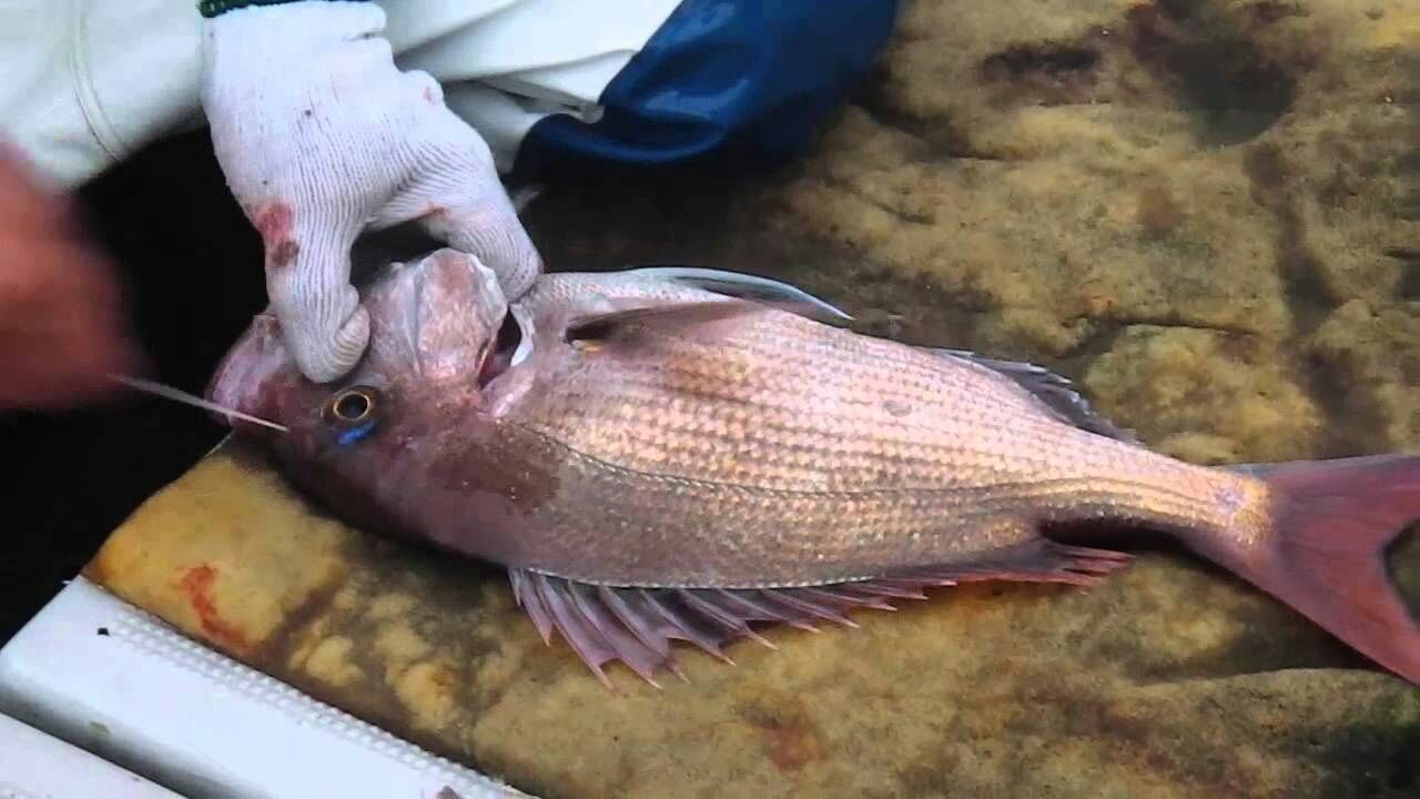 魚の〆方について 遊漁船ocean S オーシャンズ の釣果blog 魚の〆方について 遊漁船ocean S オーシャンズ の釣果blog