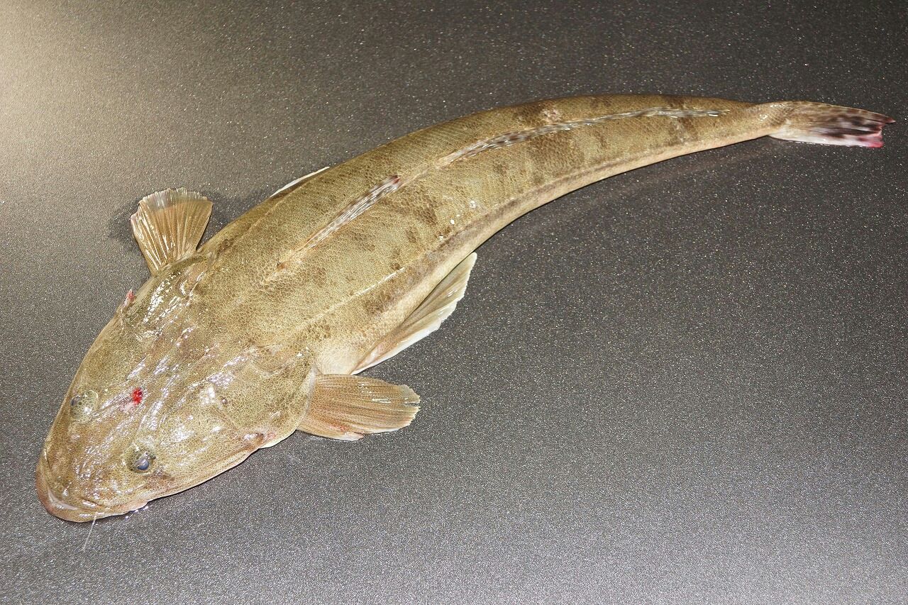毒の有る魚 危険な魚 遊漁船ocean S オーシャンズ の釣果blog