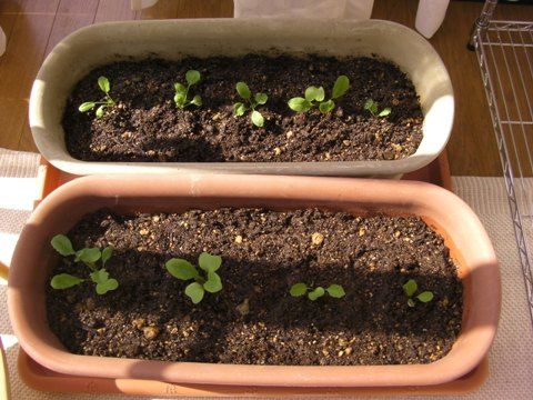 ラディッシュ植え替え ブログ再開しました ときどき更新します