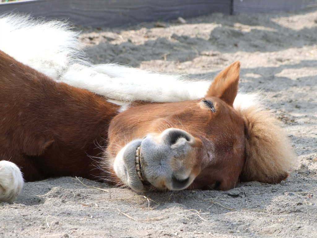 動物達の寝顔の画像ください ひまログちゃんねる 動物達の寝顔の画像ください ひまログちゃんねる