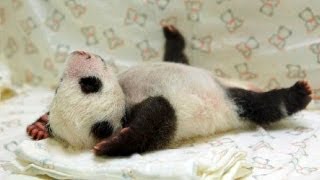 動物達の寝顔の画像ください ひまログちゃんねる