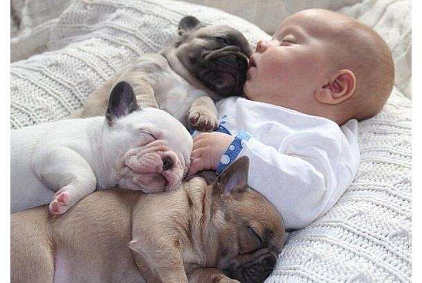 動物達の寝顔の画像ください ひまログちゃんねる 動物達の寝顔の画像ください ひまログちゃんねる