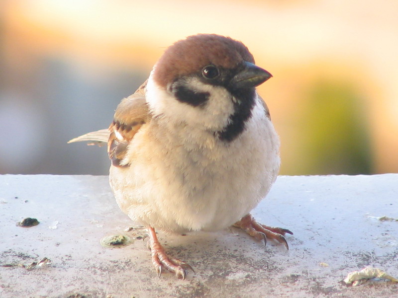 09スズメさん大賞 その１ Kenkenのだらだら日記