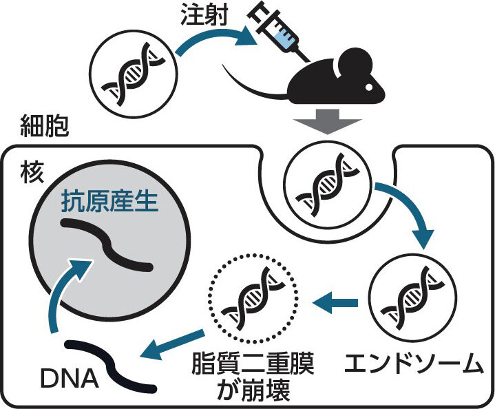 トキソプラズマ症やその他の海岸病を予防する方法