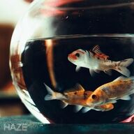 映画『九龍ジェネリックロマンス』とKroiの「HAZE」のコラボPVが最強すぎて草ｗｗｗ