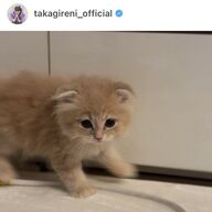 高城れに、ももクロの後輩に襲撃されたんやけどｗ【悲報】