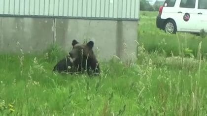 ヒグマ出てるってよwww猟友会どうすんの？ｗｗｗ