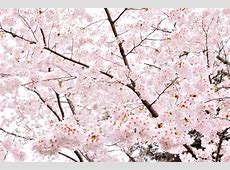 桜と共に走る京都！サイクルライディングの魅力