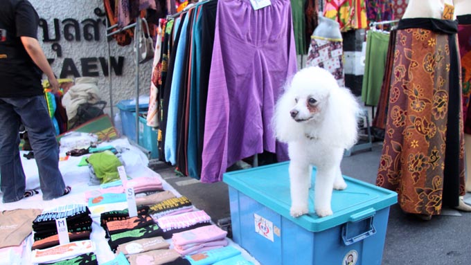 放し飼いでもトラブルなし!?　タイ北部、ぶら～り犬紀行