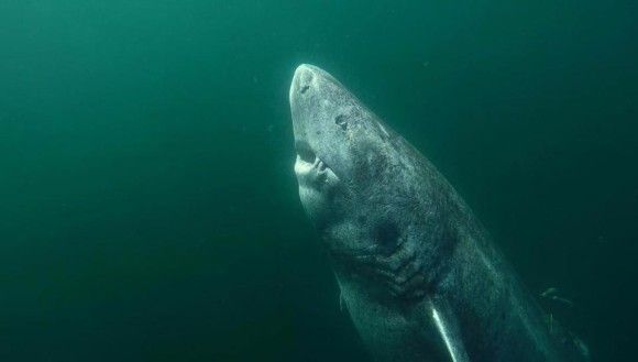 512歳のサメが見つかってしまう　織田信長の生まれる30年前から生きてる模様