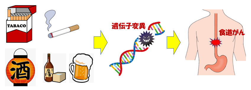 タバコと酒で食道がんのリスク増