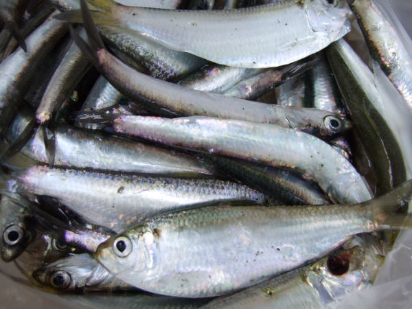 熊本新港でサビキ釣り 大漁です 熊本で遊ぼう 熊本のタウン情報発信ブログ