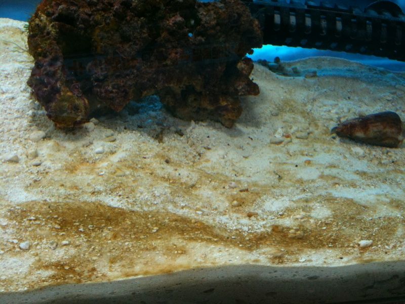 勝者 マガキガイ すけちゃんの海水魚 勝者 マガキガイ すけちゃんの海水魚