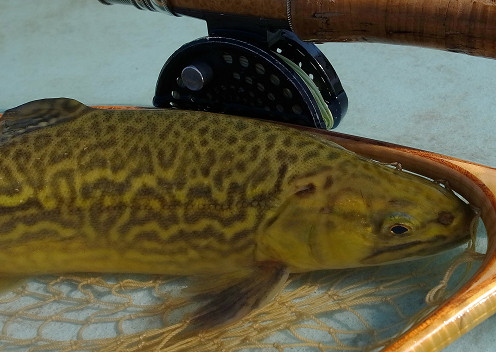 初のタイガートラウト フライマンの詩