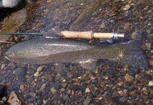 SSベスト入魂 : フライマンの詩