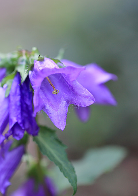 sC5D_4405