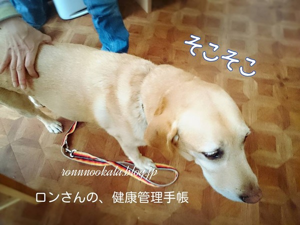 20160628 6月のドッグ整体 2