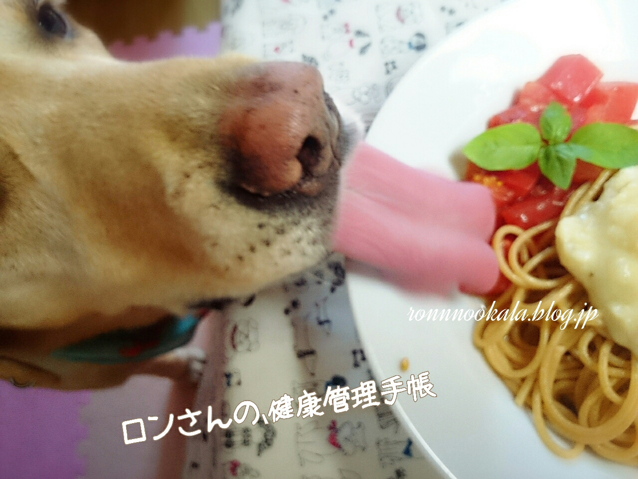 わんこだって パスタ 今日の犬ごはん ロンさんの 健康管理手帳