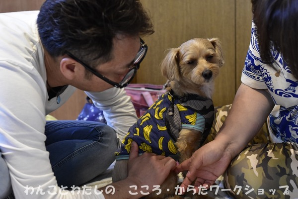20190512 わんことわたしの・こころとからだWS (56)